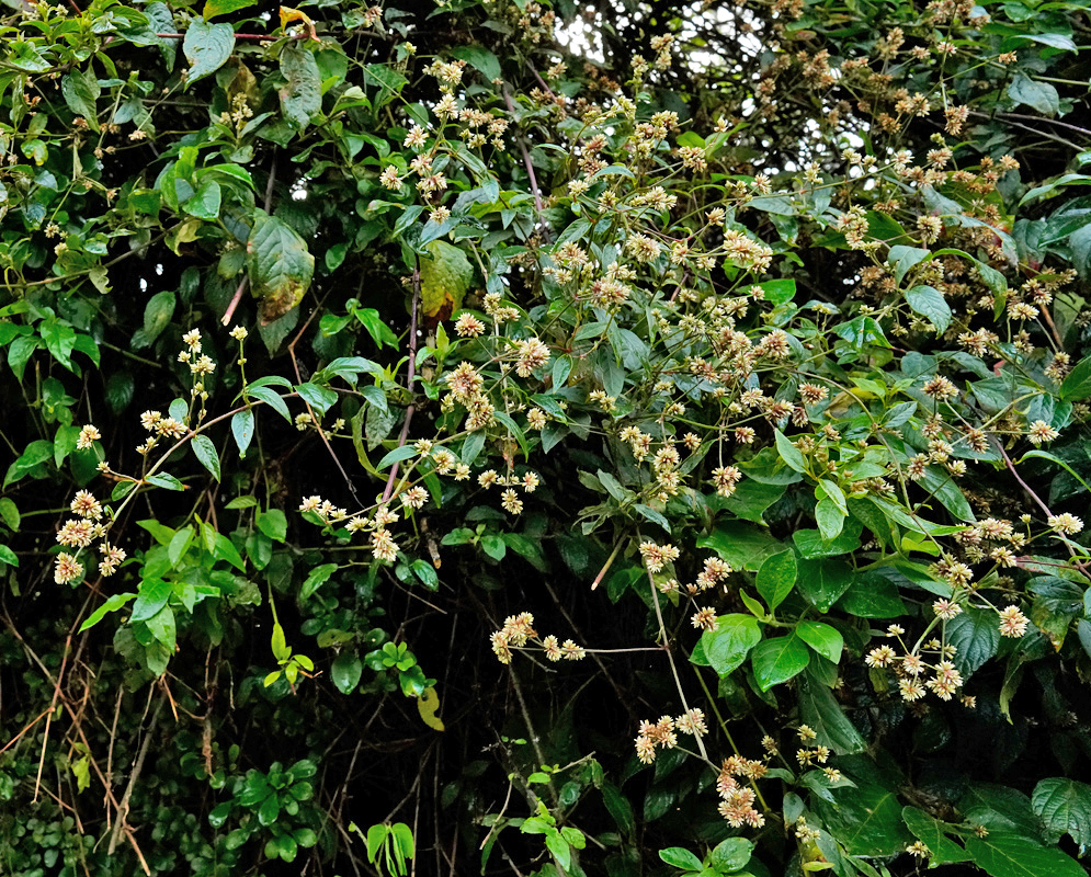 Alternanthera bettzickiana Flowering Vines A sprawling mass of Alternanthera bettzickiana vines bearing clusters of tiny cream-colored flowers amid dense, glossy green foliage