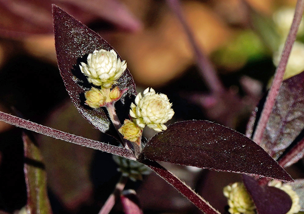 A close-up of Alternanthera dentata showing white clover-like flower heads emerging from deep purple lance-shaped leaves