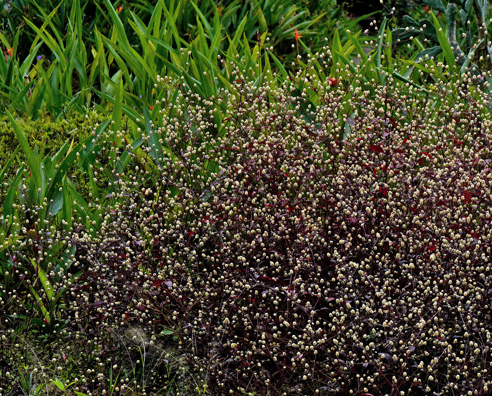 A dense cluster of Alternanthera brasiliana with purplish-red foliage and hundreds of tiny rounded white flower heads rising above the leaves