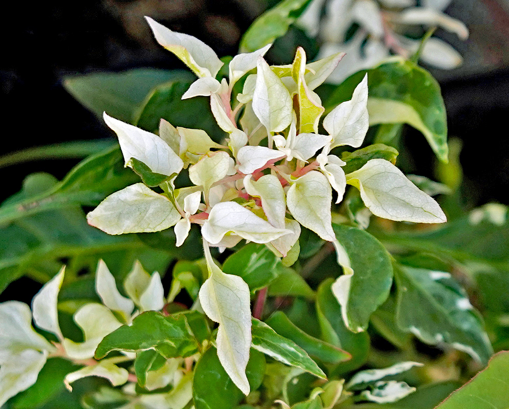 White Alternanthera ficoidea leaves