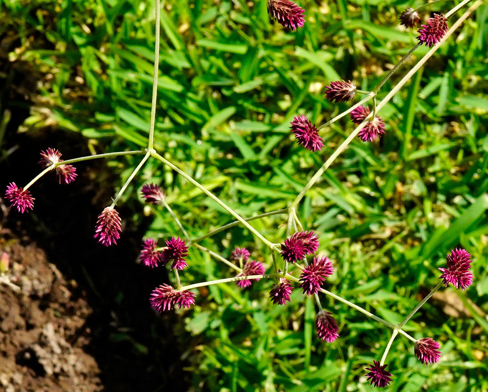 Alternanthera porrigens Inflorescences Close-up of Alternanthera porrigens showing thin wiry stems and small magenta flower heads against green grass