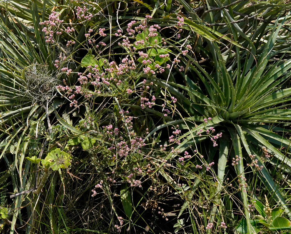Alternanthera porrigens in Natural Habitat Alternanthera porrigens growing wild among spiky rosettes of bromeliads on a grassy Andean hillside