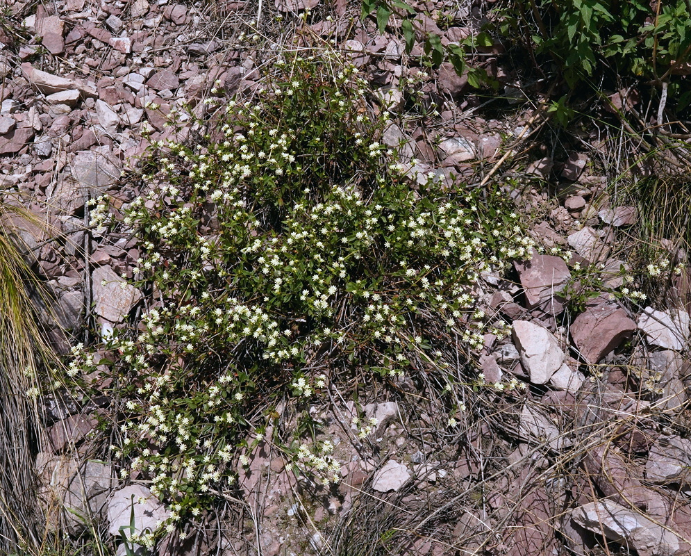Alternanthera pubiflora spreads across rocky ground with many small pale flowerheads