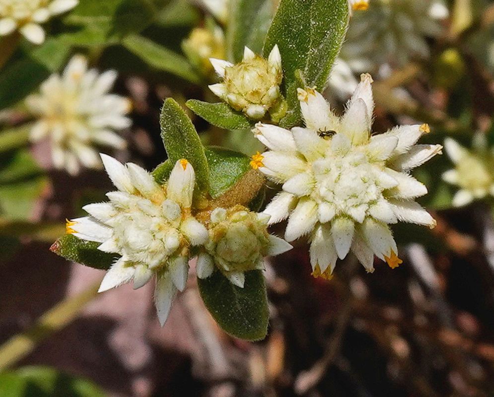 Alternanthera pubiflora Pale Flowerheads Alternanthera pubiflora has compact pale flowerheads surrounded by pointed white floral structures