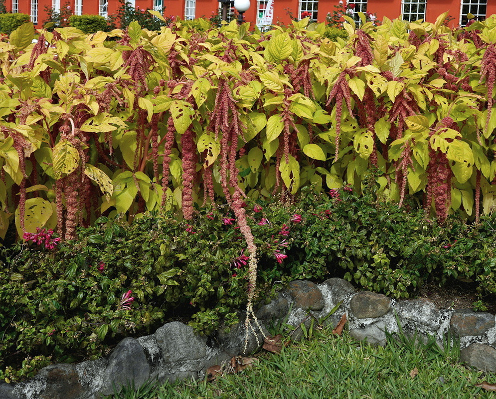 Amaranthus caudatus forms a border of yellow-green foliage with long hanging red flower tassels