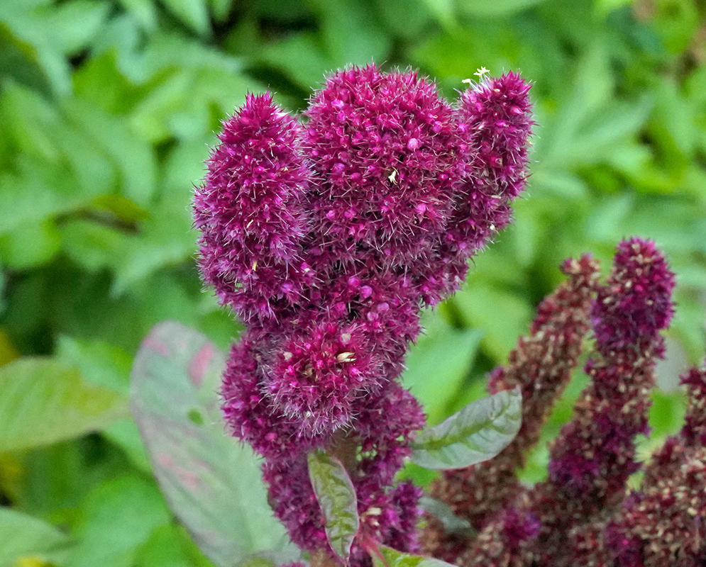 Magenta Inflorescence — Amaranthus cruentus Dense cluster of velvety deep magenta inflorescences of Amaranthus cruentus, forming tight cylindrical spikes