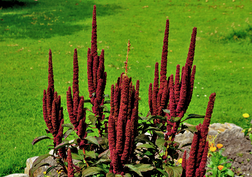 Tall inflorescences and bright red flowers of Amaranthus hypochondriacus