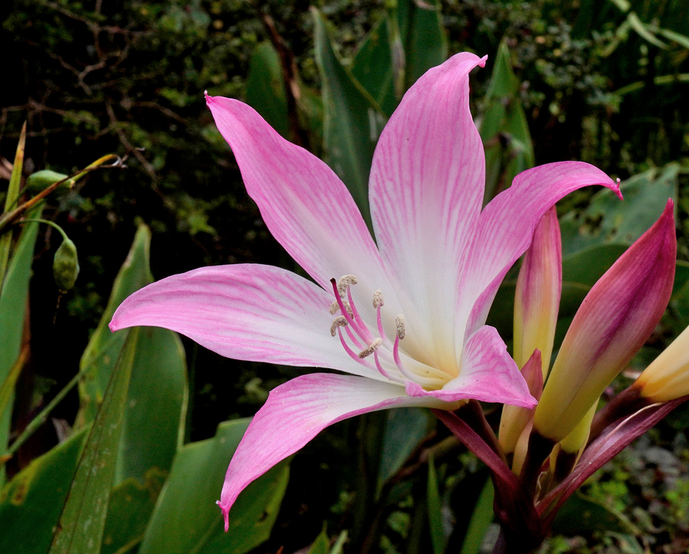 A delicate Amaryllis belladonna flower with pale pink petals fading to white at the center, flaring open gracefully above a cluster of dark green foliage in a garden setting