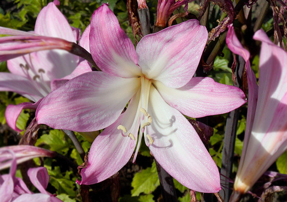 Amaryllis belladonna Flower Close-up of a pale pink Amaryllis belladonna flower with white center and six delicate petals, glowing in sunlight