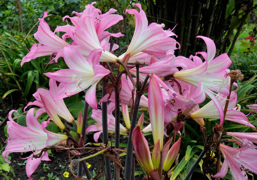 Amaryllis belladonna Flowers Cluster of pink Amaryllis belladonna flowers with long trumpet-shaped petals blooming on tall dark stems in a garden setting
