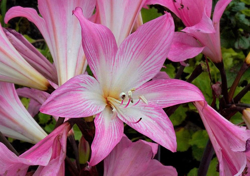 Pink Amaryllis belladonna Flower Close-up of a vibrant pink Amaryllis belladonna flower with white-striped petals and long stamens, surrounded by other blossoms in a garden