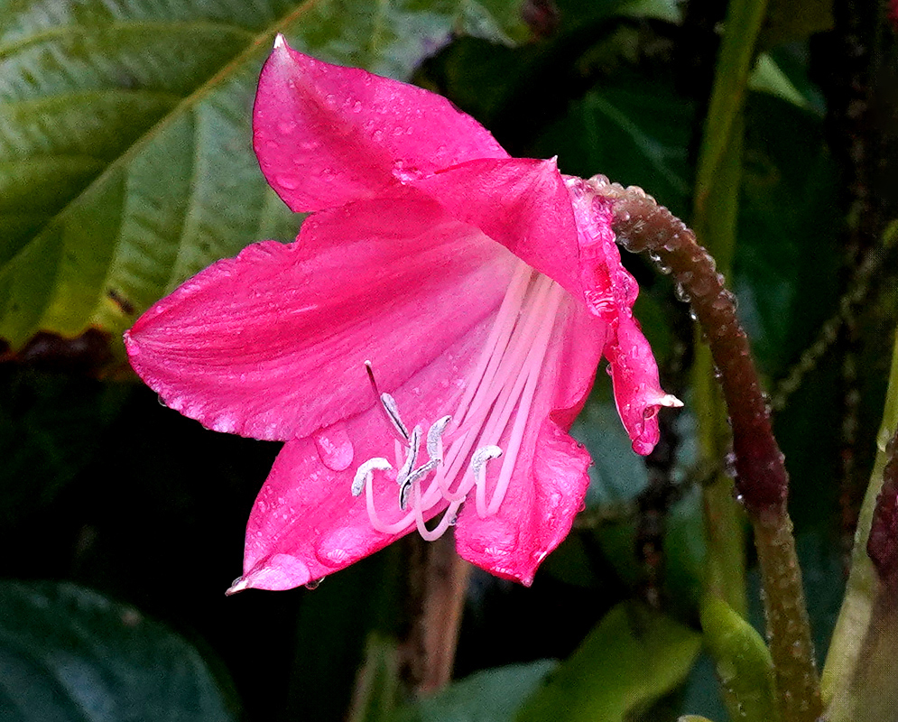 A vibrant pink Amaryllis belladonna blossom freshly kissed by rain, with visible droplets on its curled petals and prominent white stamens emerging from the trumpet-shaped bloom