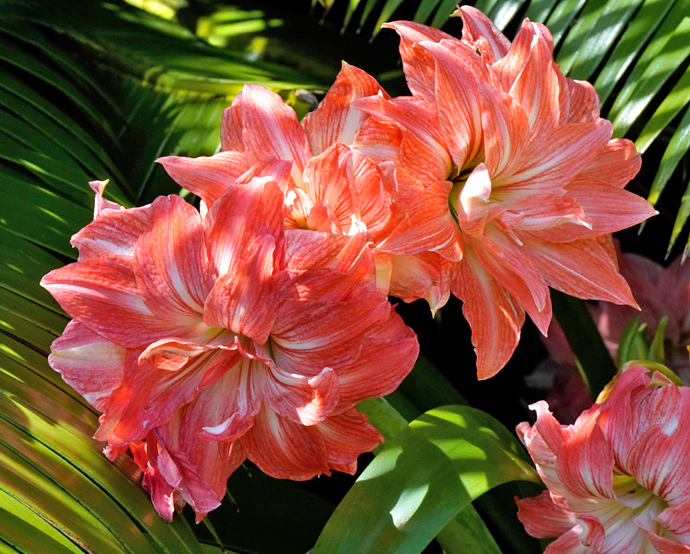 Amaryllis hybrid with large, ruffled, double-petaled flowers in striped shades of coral and white, blooming against tropical foliage