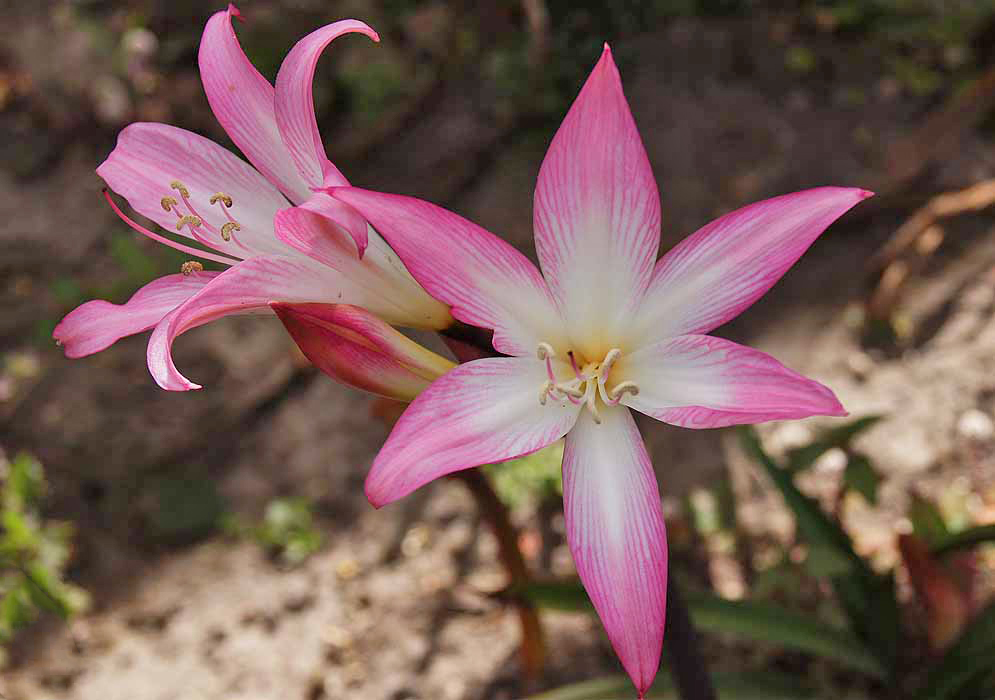 Amaryllis belladonna with white pedals with tips and border striped in pink 