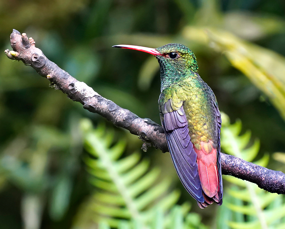 The back feathers of a perched Amazilia tzacatl