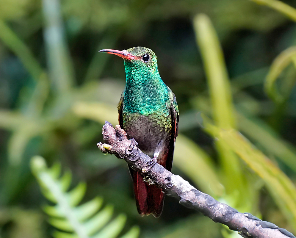 Amazilia tzacatl green neck and orange peak