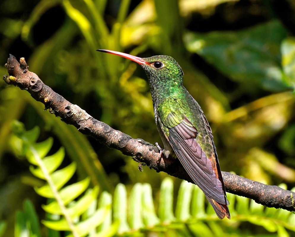 Amazilia tzacatl with a long orange beak in sunlight