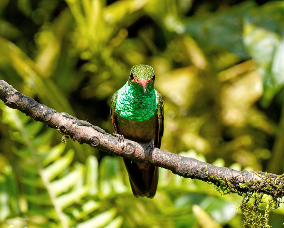 The green breast of a Amazilia tzacatl