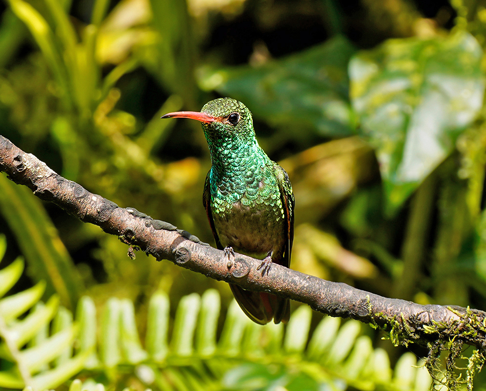 A perched Amazilia tzacatl on a tree branch in sunlight