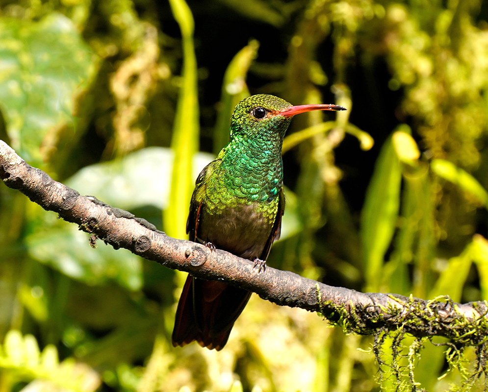 Amazilia tzacatl perched on a sunny branch