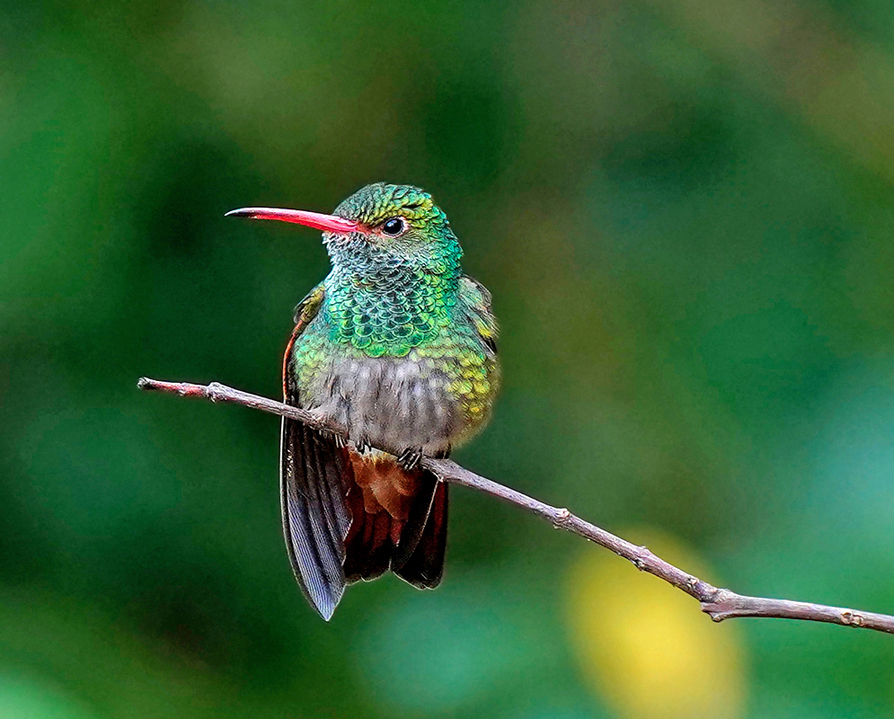 Amazilia tzacatl bright orange beak