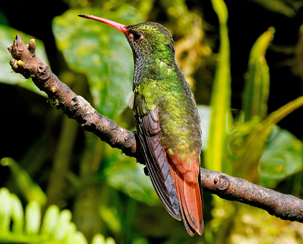 Amazilia tzacatl rust-red tail feathers