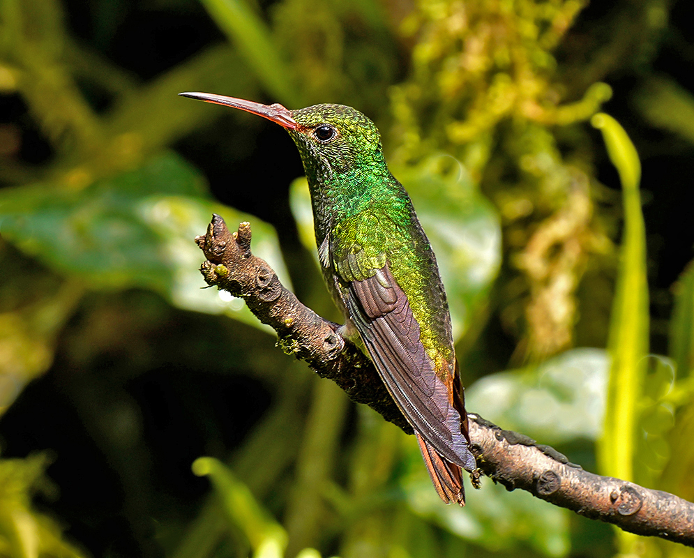 Amazilia tzacatl side view