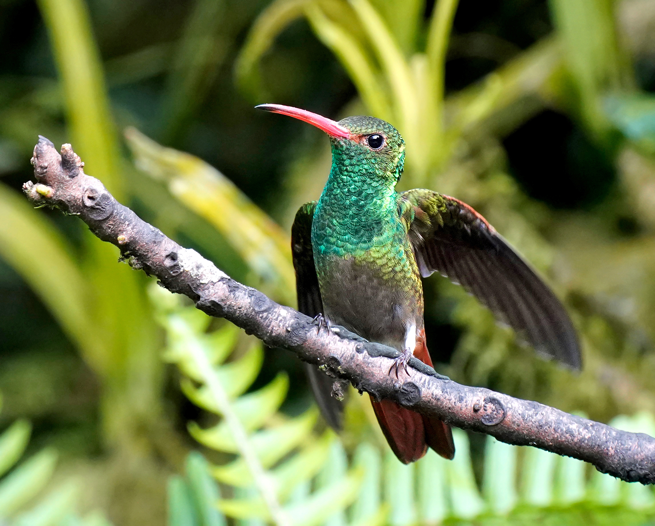 Amazilia tzacatl with open wings