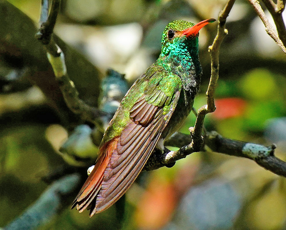 Amazilia tzacatl in sunlight exposing his vibrant colors