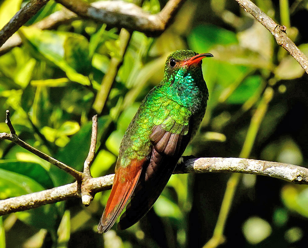 Amazilia tzacatl in sunlight exposing his vibrant colors