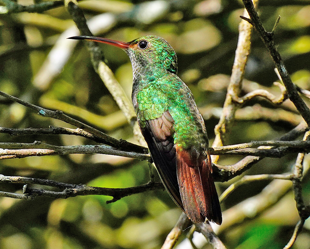 Amazilia tzacatl perched in sunlight