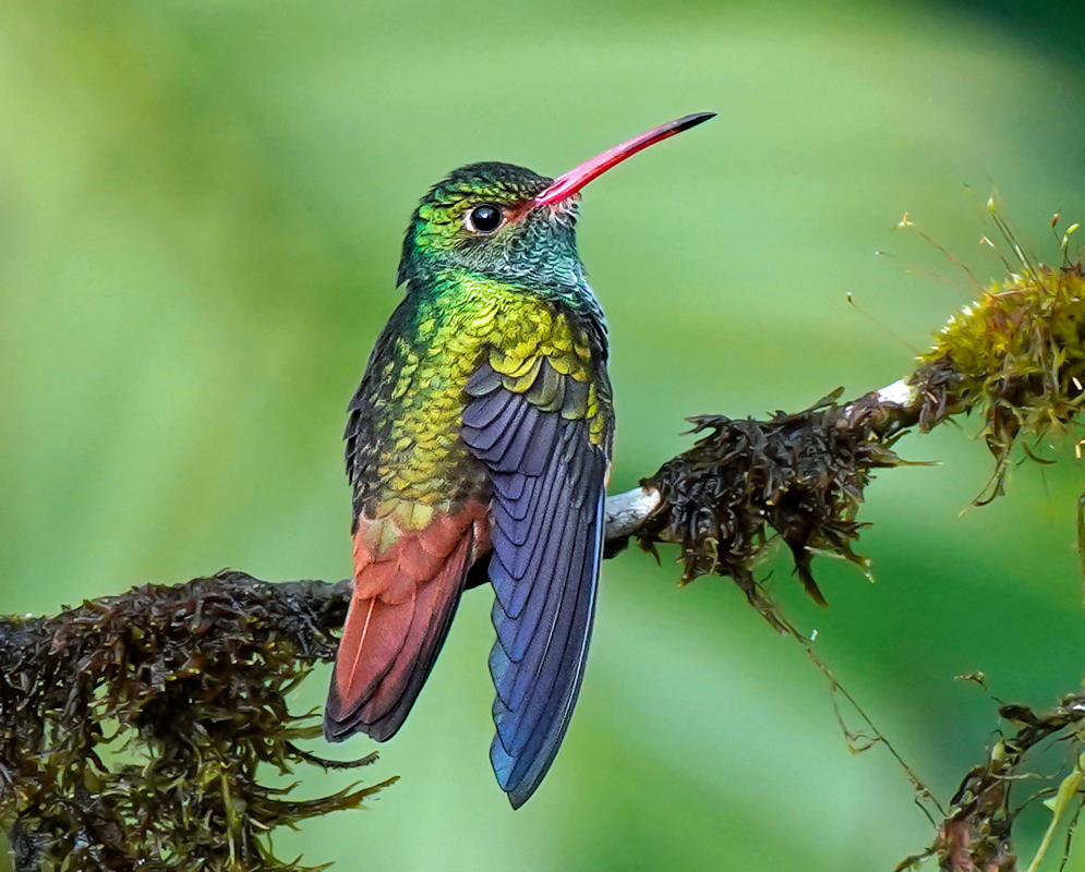 Amazilia tzacatl perched in shade