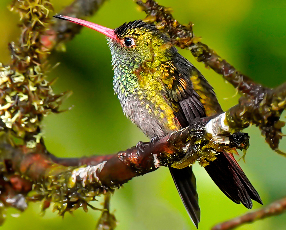 Amazilia tzacatl fluffing his colorful golden feathers