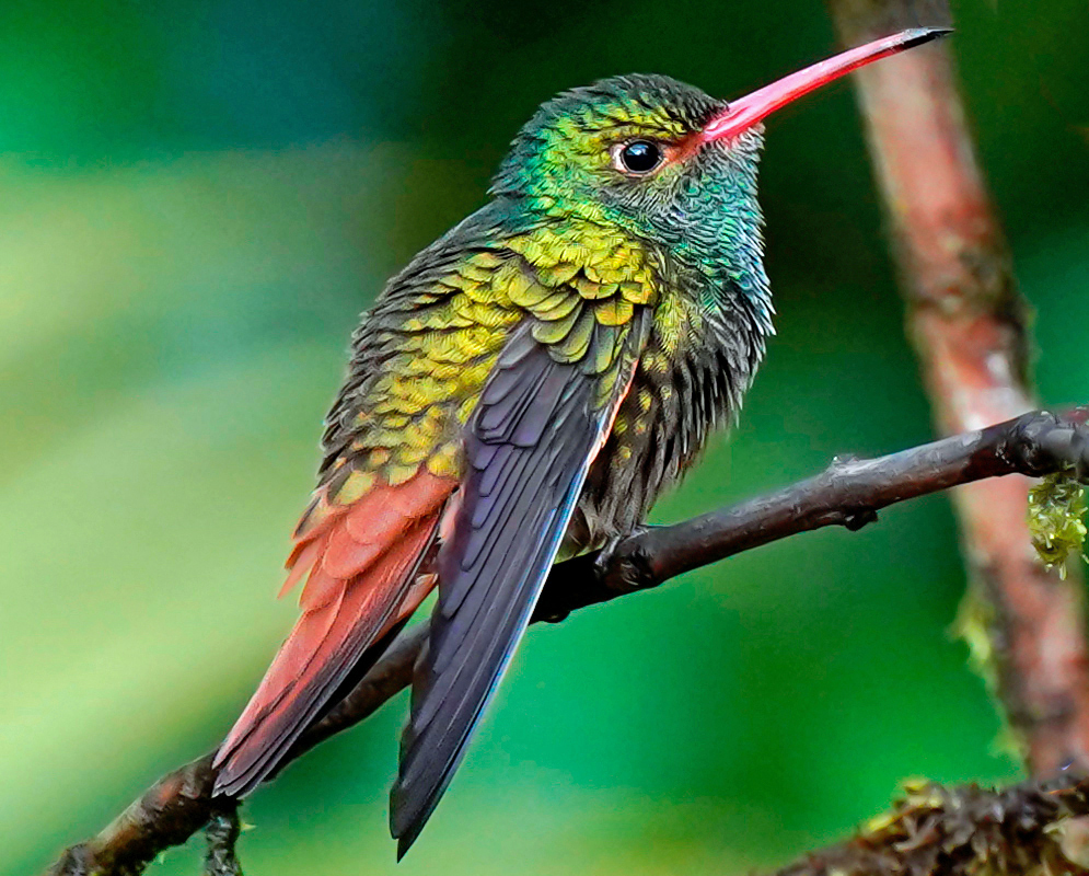 A spectrum of colors on a beautiful hummingbird