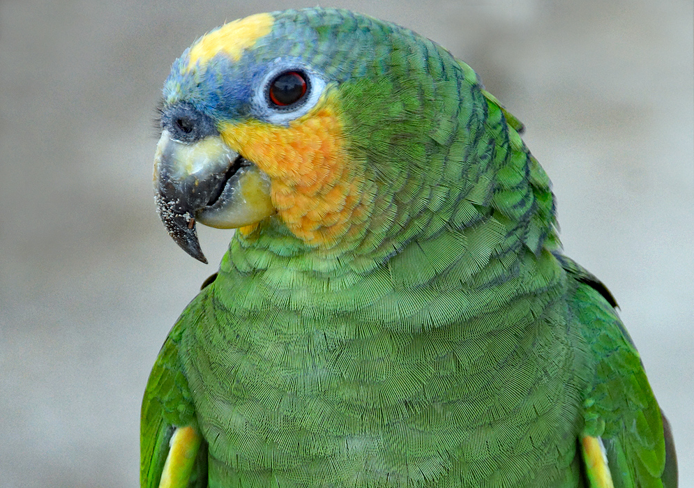 A green Amazona amazonica with a yellow crown, a blue forehead, yellow-range cheek and light-blue around the eye