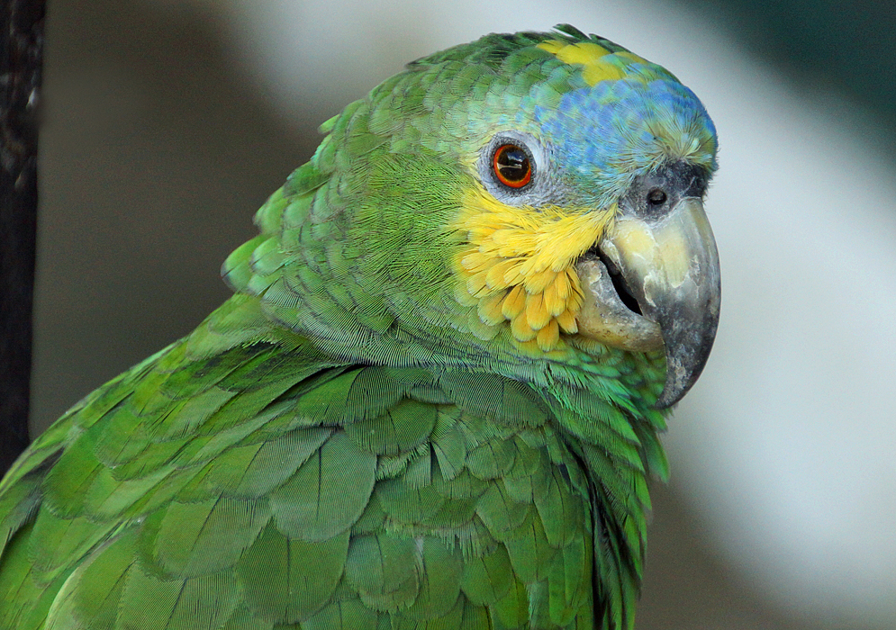 A green Amazona amazonica with a yellow and blue forehead, grey around the eye and yellow cheeks