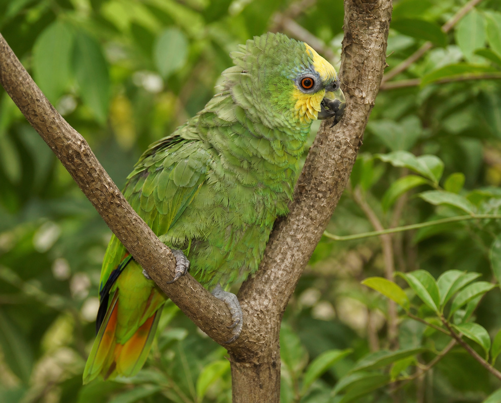 A Amazona amazonica perched with its yellow cheek patch and green plumage visible