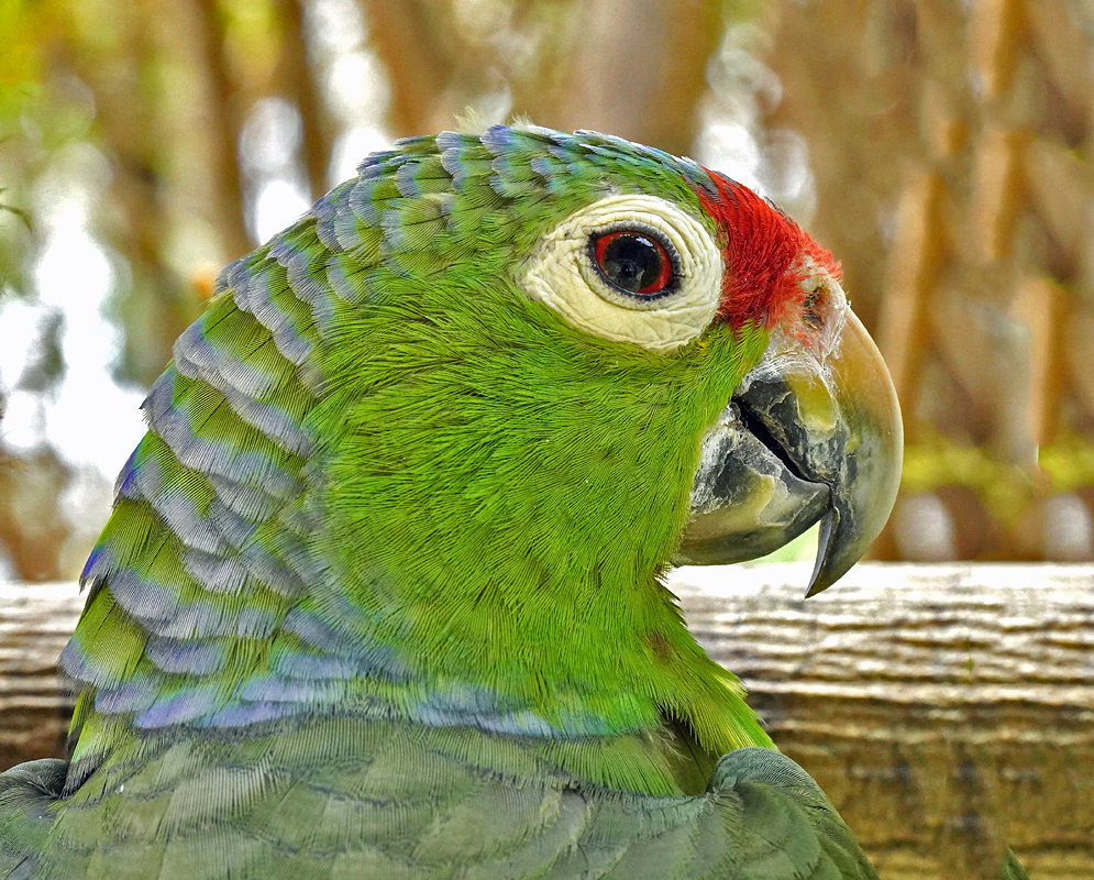 Amazona autumnalis green and red head with white around the eyes