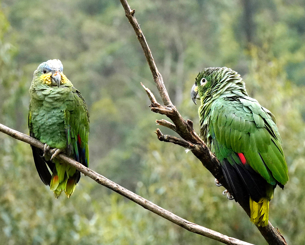 Two green Amazona farinosa parrots on tree branches