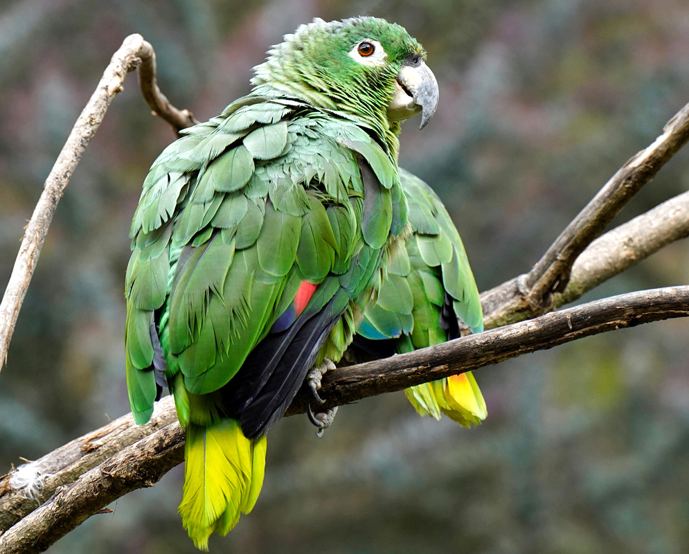 The back of a green Amazona farinosa with a yellow tail