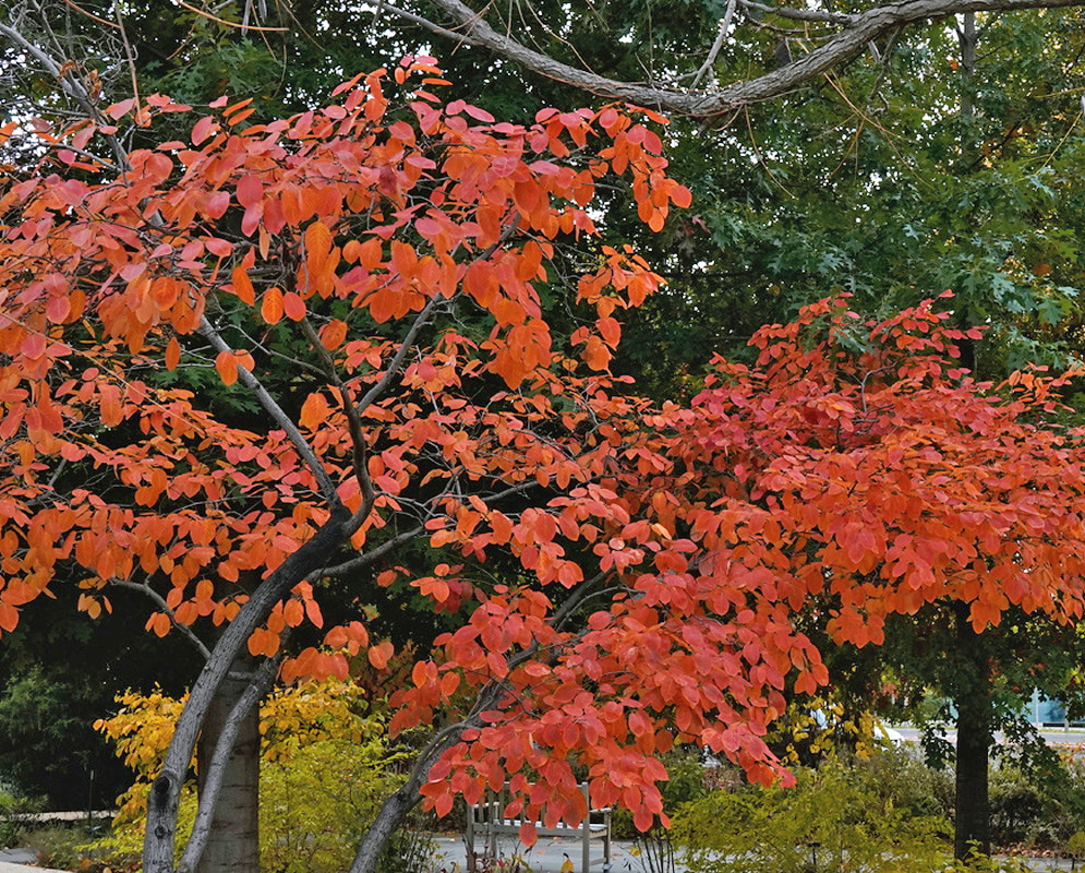 Amelanchier lamarckii branches carry orange red autumn leaves on an open spreading crown