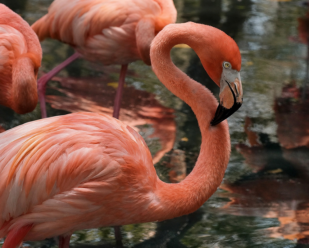 A Phoenicopterus ruber standing in water with its body plumage and reflection visible