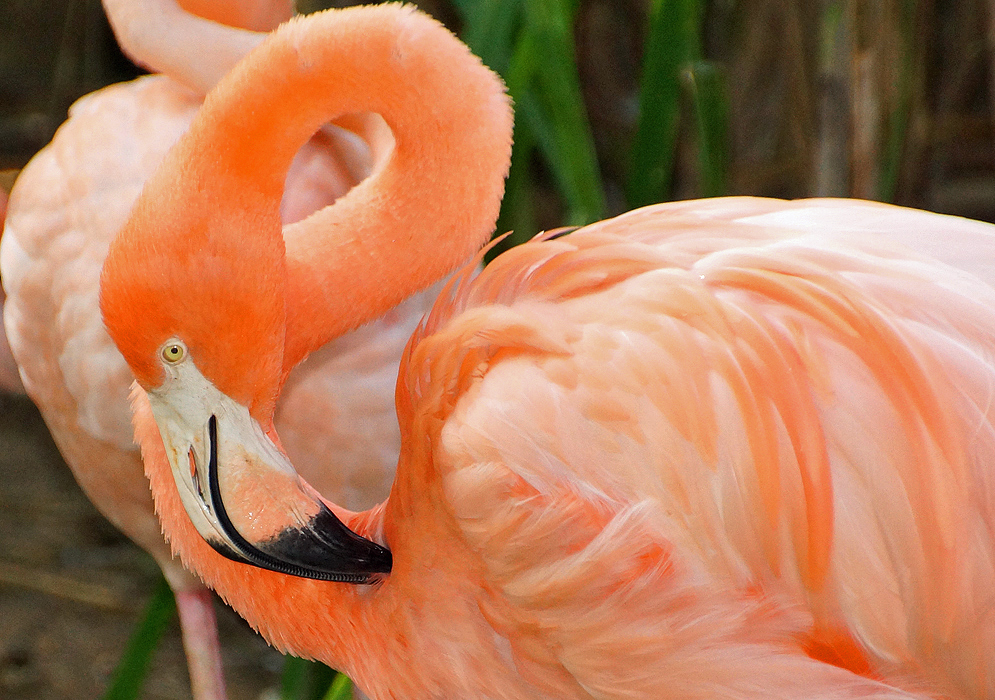 Pink American Flamingo scratching his/her chest