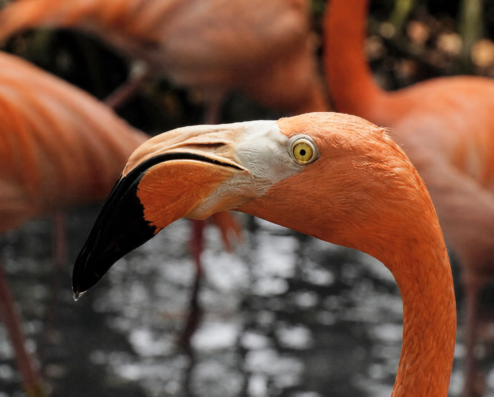 Phoenicopterus ruber Side Profile A Phoenicopterus ruber perched in profile with its bill and body plumage visible