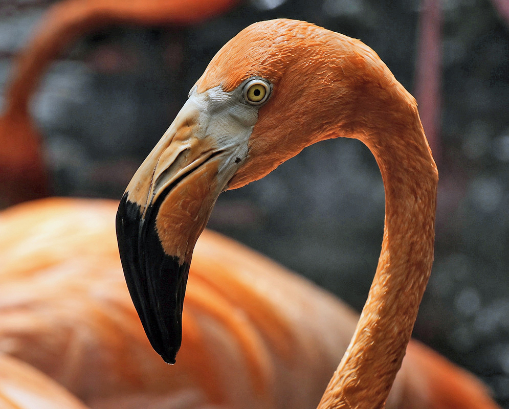 Phoenicopterus ruber American Flamingo A Phoenicopterus ruber shown as the american flamingo in a clear view with its characteristic plumage visible