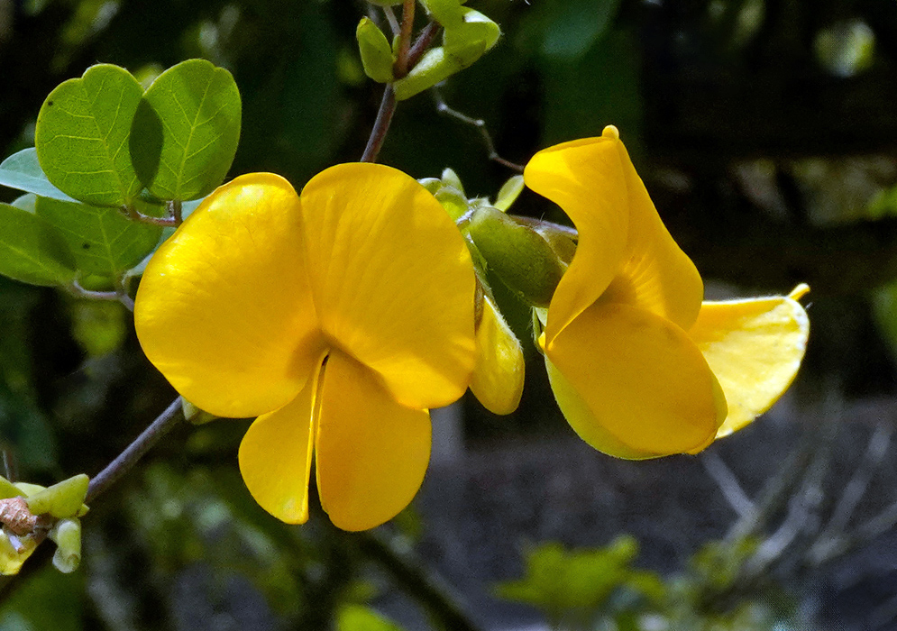 Amicia Glandulosa Flower Cluster A close-up of Amicia glandulosa flowers showing two bright yellow pea-shaped blossoms with a prominent standard petal and curved keel, growing on a thin vine with rounded green leaflets