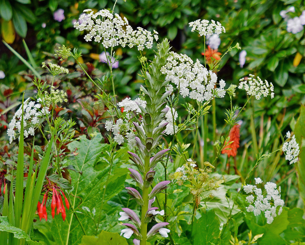 Ammi majus white flower mixed in a flowering garden