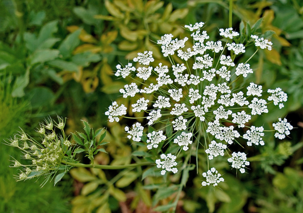 Ammi majus umbel with white flowers