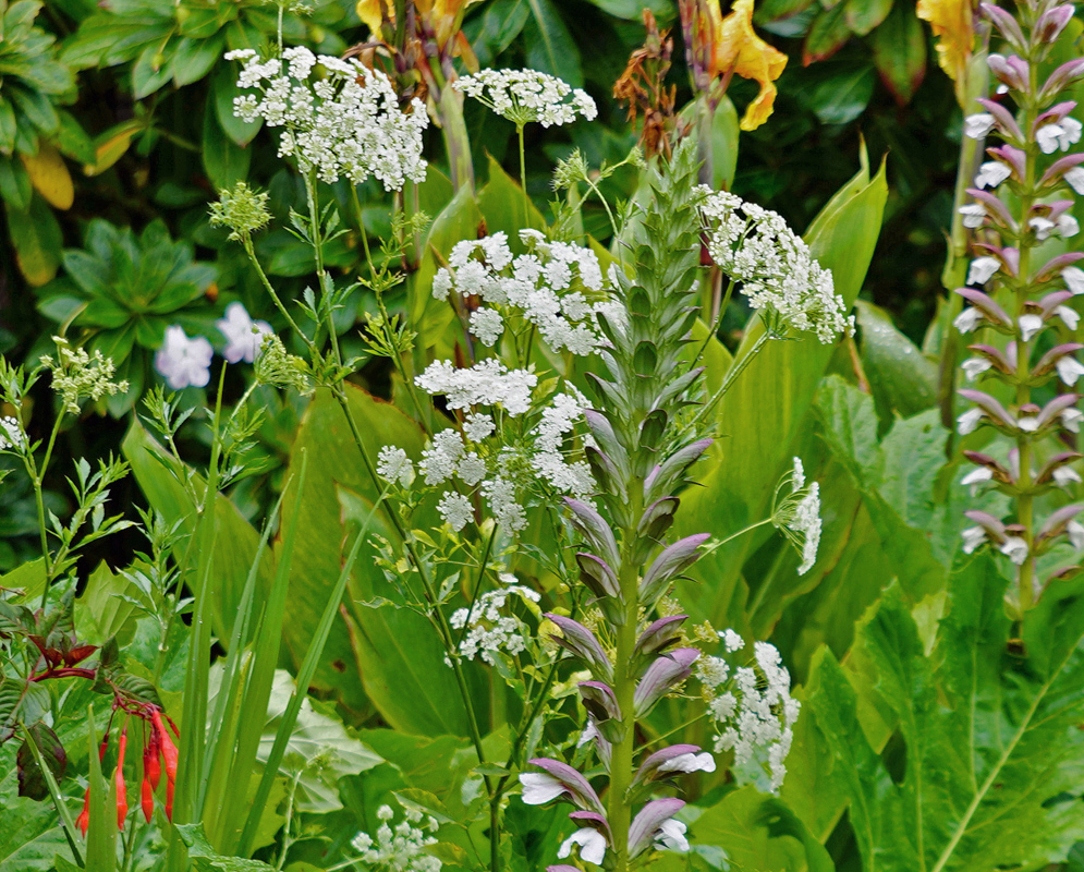 Ammi majus white flowers growing in a flowering garden