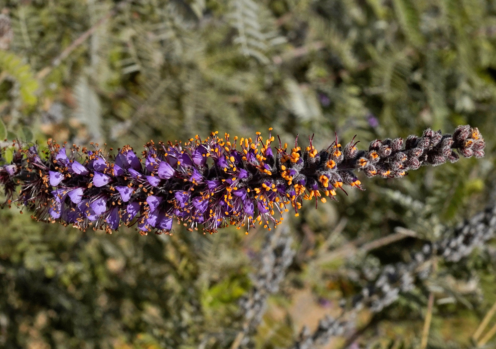 Amorpha Canescens Flower Spike A dense flower spike of Amorpha canescens displaying clusters of small purple petals and numerous protruding orange stamens, emerging from a background of soft gray-green foliage.